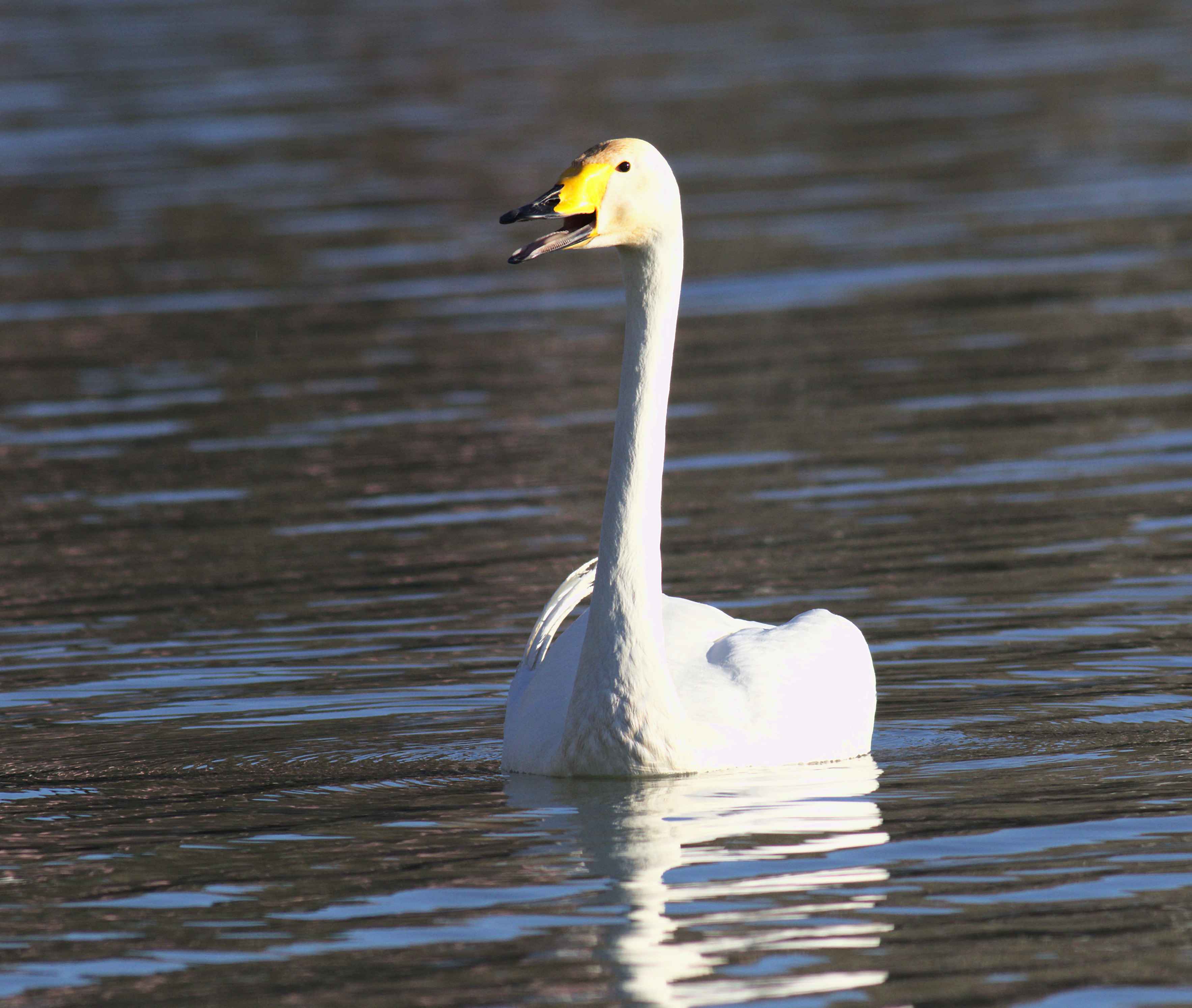 Whooper Swan